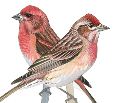 Finches