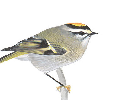 Kinglet