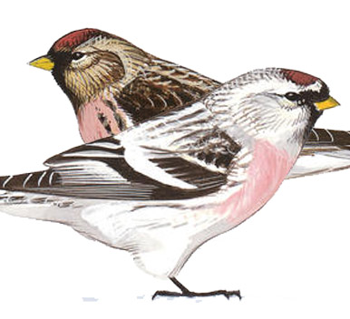 Redpolls