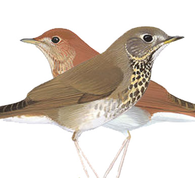 Thrushes