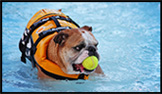 Dog swimming