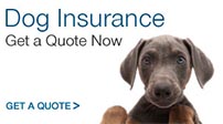 dog insurance