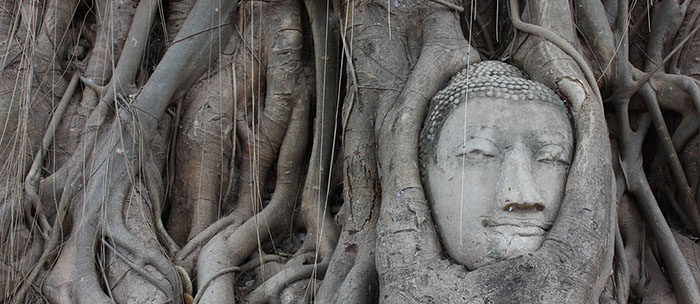 Buddha statue head with the trunk of a tree overgrown on it