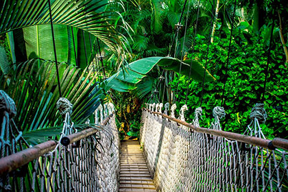 Jungle Bridge