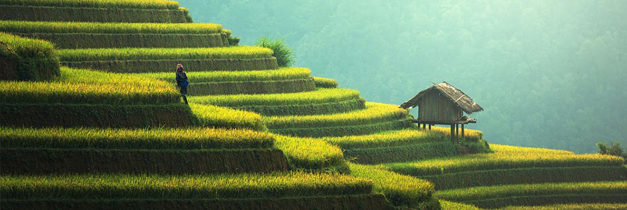 Rice Plantation with Hut and Person