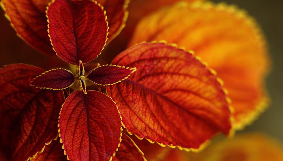 Autumn-leaves Coleus