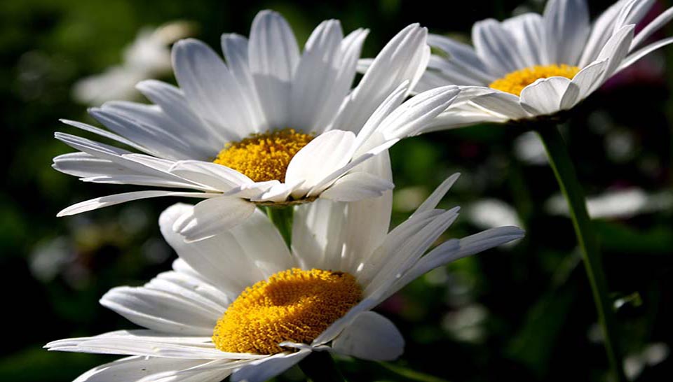 daisies