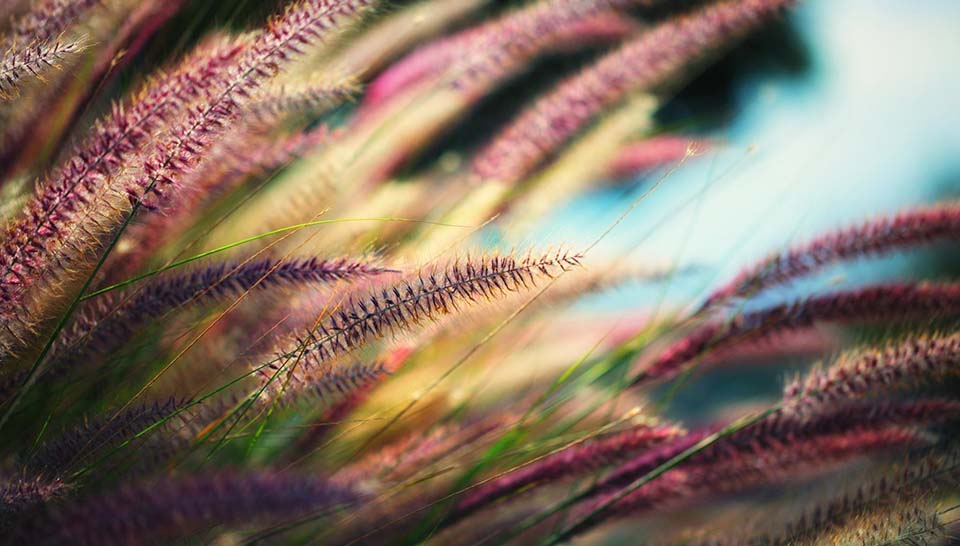 tall red grass