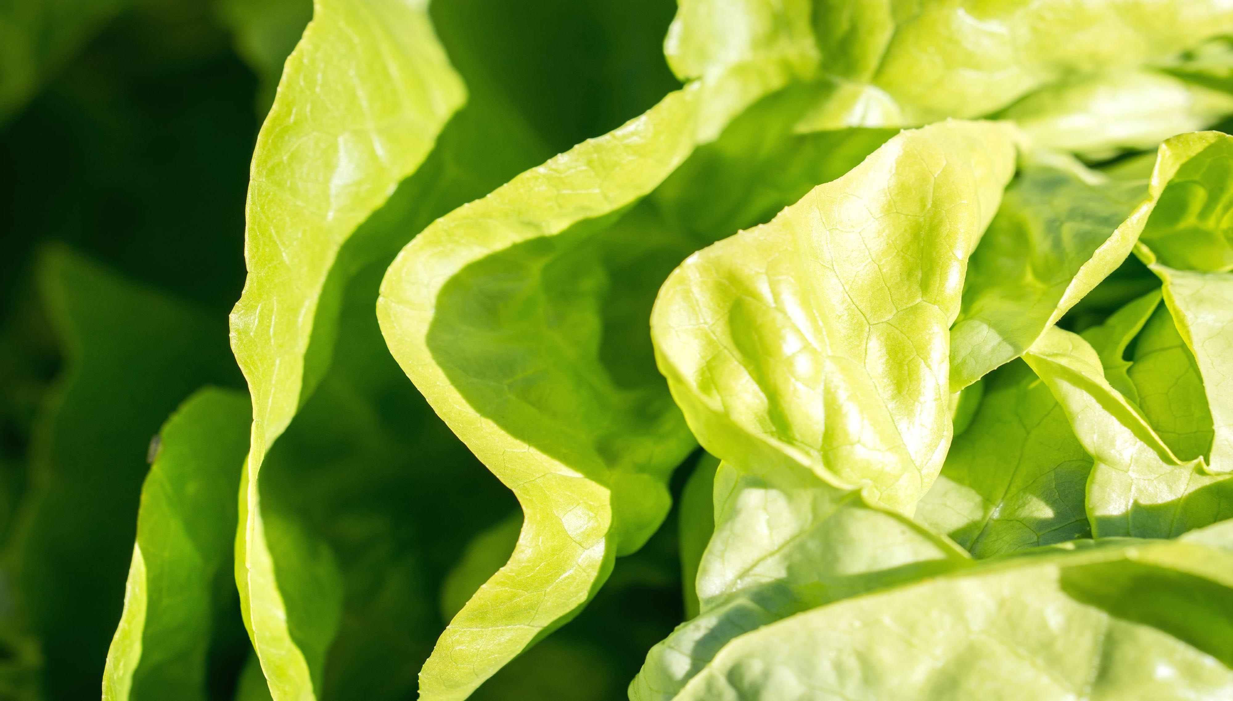 bib lettuce