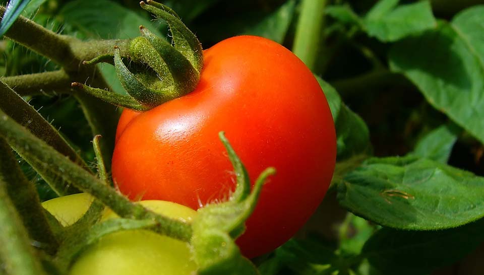 tomatoe plant